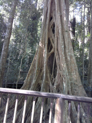 Strangler Fig